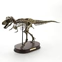 Tyrannosaurus T Rex Dinosaur Skeleton Model Statue, Scale 1/20