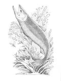 Notecards - Package of 10 - Chinook Salmon