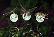 Dragonfly, Bee and Butterfly Glow in the Dark Gazing Globe Garden Stakes (set of 3)