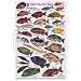 Great Barrier Reef Fish I.D. Card