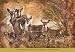 African Savannah I Art Print Poster By Wiley, 39 