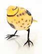 Dotted Yellow Warbler
