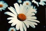 Seeds of Change S11001 Certified Organic Shasta Daisy, 150 Seed Count - B001E3TR7E