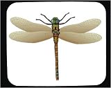 Mouse Pad with insect, arthropod, aquatic, dragonfly, darning needle, invertebrate, trollslanda, animal, beneficial, predator