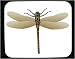 Decorated Mouse Pad with insect, arthropod, aquatic, dragonfly, "darning needle", invertebrate, trollslanda, animal, beneficial, predator