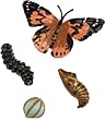 Insect Lore Ilp4760 Butterfly Life Cycle Stages