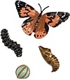 Butterfly Life Cycle Stages