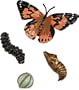 Life-Cycle Stages, Painted Lady Butterfly