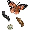 Life Cycle Stages Butterfly