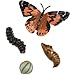 Life Cycle Stages Butterfly