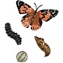 Life Cycle Stages Butterfly