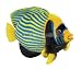 Wildlife / Domestic Animals : Queen Angelfish Fish 15