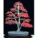 Bamboo-leaf Red Bonsai Japanese Maple 5 Seeds - Rare By Hinterland Trading