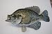 Signature Series-Crappie Fish Replica Curved Tail-19 Inch/left facing