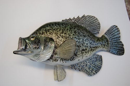 Signature SeriesCrappie Fish Replica 