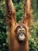 Orang-Utan, Pongo Pygmaeus, in Captivity Photographic Poster Print by Ann & Steve Toon, 18x24