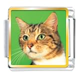 Animal Photo Green Eyed Cat Italian Charms Bracelet Link