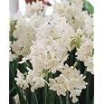 BUY : 5 FRAGRANT Paperwhite Daffodil Flower Bulbs