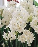 5 FRAGRANT Paperwhite Daffodil Flower Bulbs by Guaranteed to Bloom Best Buy