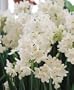 Narcissus Ziva Paperwhites, 10 bulbs - 17+cm
