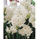 12 Large Ziva Paperwhite Daffodil Flower Bulbs ~ Dutch Imports