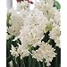 Narcissus Ziva Paperwhites, 10 bulbs - 17+cm