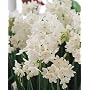 Narcissus Ziva Paperwhites, 10 bulbs - 17+cm