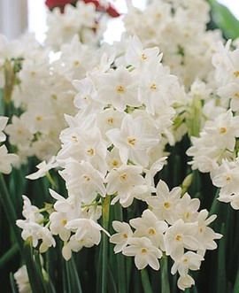 Childrens Toyshop  Outdoor Living : Narcissus Ziva Paperwhites, 10 bulbs - 17+cm