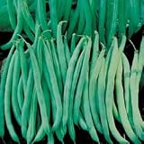 Bean Seeds - Bean Tenderette
