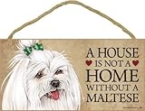 A house is not a home without Maltese (with bow in hair) - 5