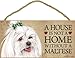 A house is not a home without Maltese (with bow in hair) - 5