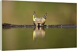 Box Canvas Print of Goldfinch - Bathing in forest pool from Ardea