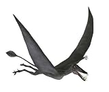 Dorygnathus Flying - 18W x 15H - Peel and Stick Wall Decal by Wallmonkeys