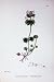 Botany Plants C1902 Henbit Dead-Nettle Lamium Flowers