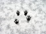 IMAGE OF Wallmonkeys Peel and Stick Wall Decals - Paw Prints - 36