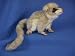 Mouse Lemur 6