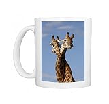 Two male Cape giraffe (Giraffa camelopardalis giraffa) fighting, Imfolozi Game Photo Mugs