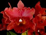 Blc Fort Watson 'Mendenhall'
