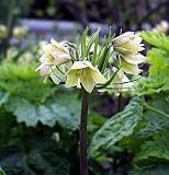 Amazon / Hirt's: Moonlight Crown Imperial 10 Seeds-Fritillaria-Perennial