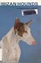 Ibizan Hounds/Kw-060