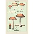 Buyenlarge - Edible Fungi: Boletus Granulatus and Versipellis 20x30 poster