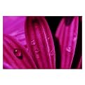 Gallery Wrapped Purple Daisy Macro by Kurt Shaffer - (18 X 24")