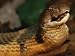 A Large King Cobra Gulps after it Swallows Another Smaller Snake Photographic Poster ...