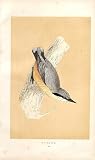 Nuthatch British Birds 1St Ed Morris 1851