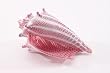 Small Optic Conch
