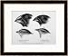 Finches from the Galapagos Islands Observed by Darwin Framed Art Poster Print by R.t. Pritchett, 33x27