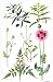 Opium Poppy and other plants (w/c) by.. - Art Print - Medium - 28x35cm
