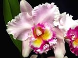 Blc Dr Joe Walker 'Ray Mishima'