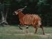 A Bongo Antelope (Tragelaphus Euryceros) About to Break into a Sprint Photographic Po...