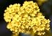 Alyssum 